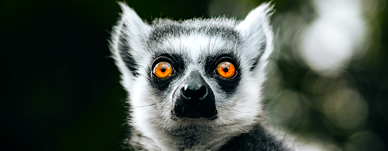 A lemur stares back at you, with a shocked expression