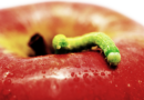 A green worm on a juicy red apple