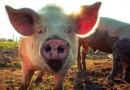 A pig in a muddy farm field