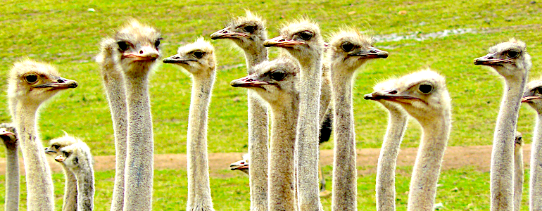 A flock of ostriches (or is it a troop?)