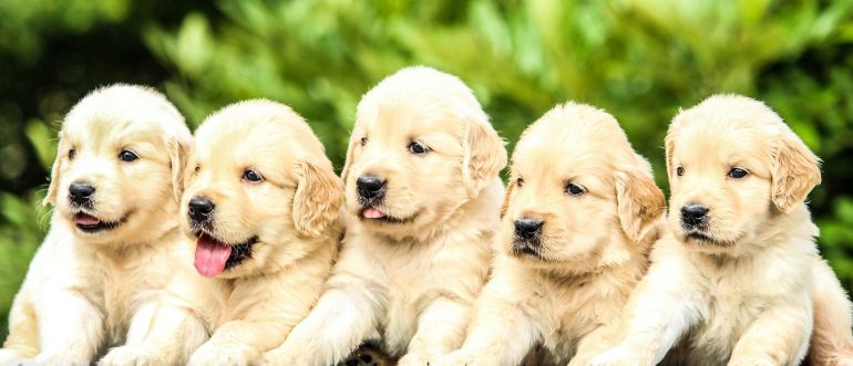 puppies