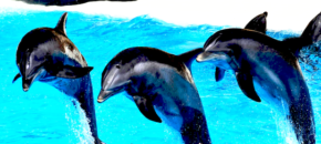Some dolphins, saying goodbye